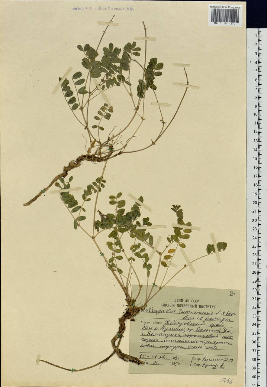 Astragalus tumninensis N.S. Pavlova & Basargin, Siberia, Russian Far East (S6) (Russia)
