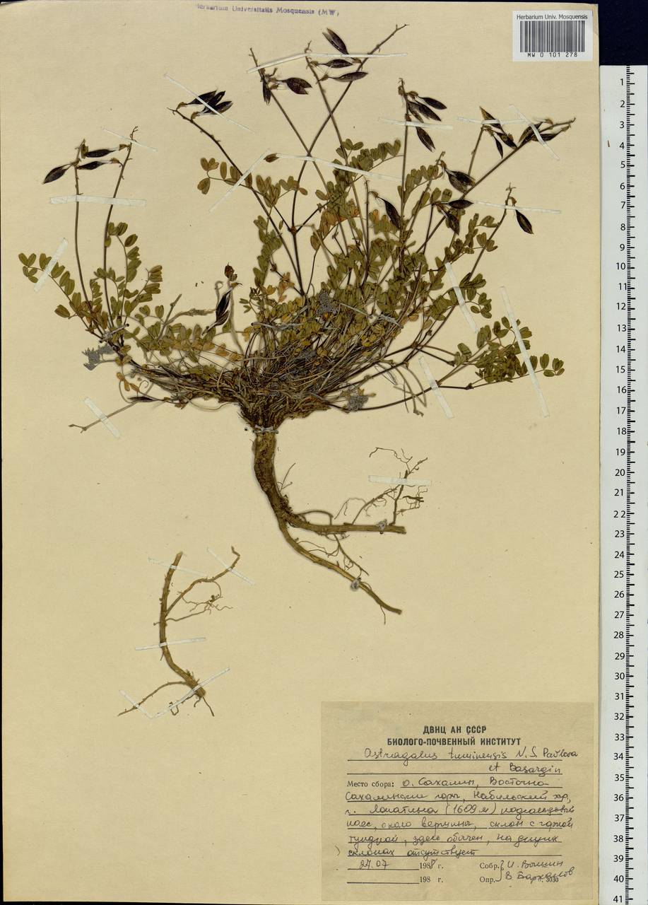 Astragalus tumninensis Pavlova & Bassargin, Siberia, Russian Far East (S6) (Russia)