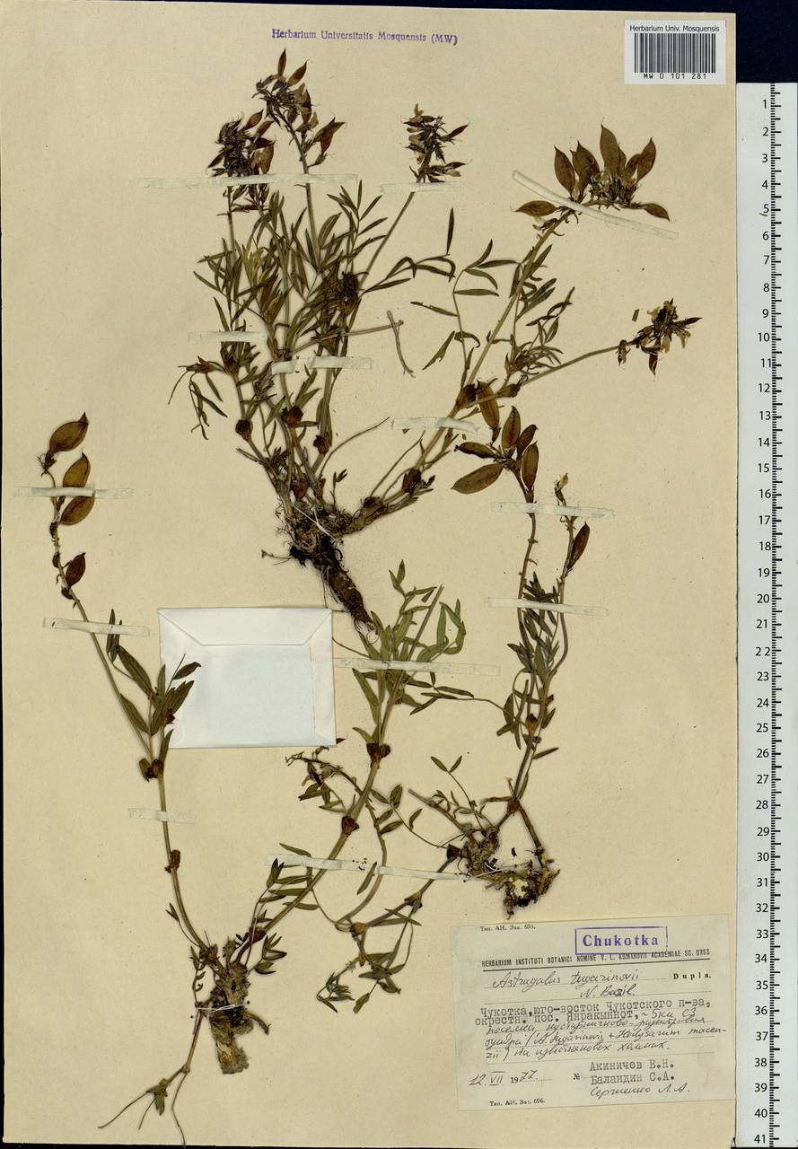 Astragalus tugarinovii Basilevsk., Siberia, Chukotka & Kamchatka (S7) (Russia)