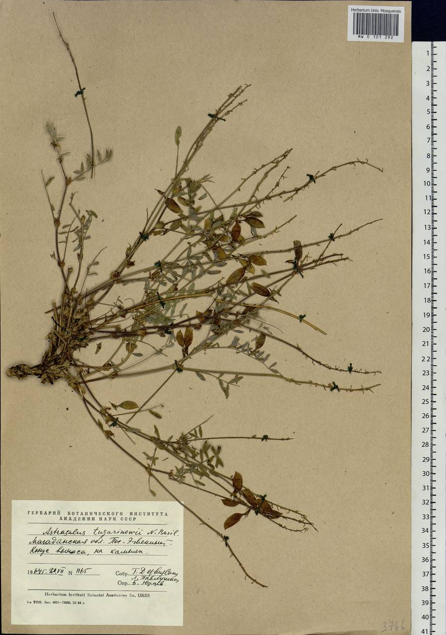 Astragalus tugarinovii Basilevsk., Siberia, Chukotka & Kamchatka (S7) (Russia)