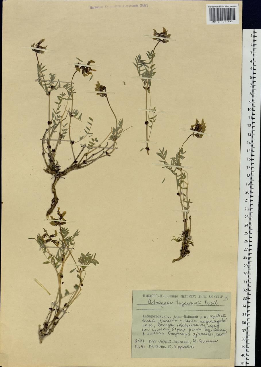 Astragalus tugarinovii Basil., Siberia, Russian Far East (S6) (Russia)