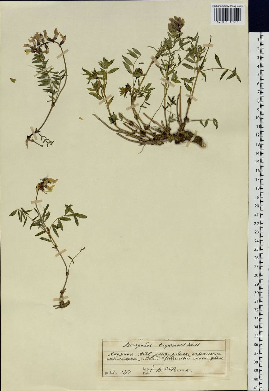 Astragalus tugarinovii Basilevsk., Siberia, Yakutia (S5) (Russia)