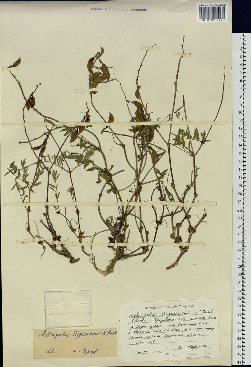 Astragalus tugarinovii Basilevsk., Siberia, Yakutia (S5) (Russia)