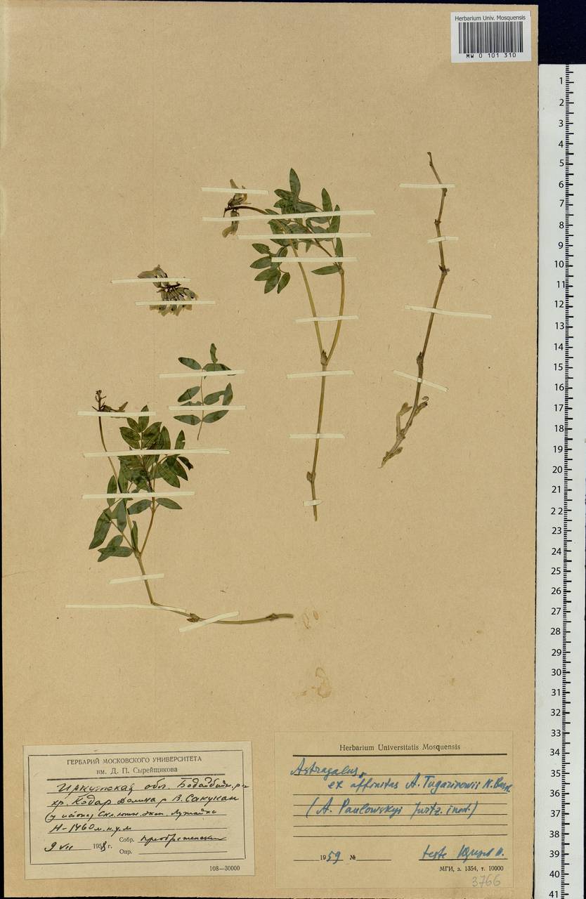 Astragalus tugarinovii Basil., Siberia, Baikal & Transbaikal region (S4) (Russia)