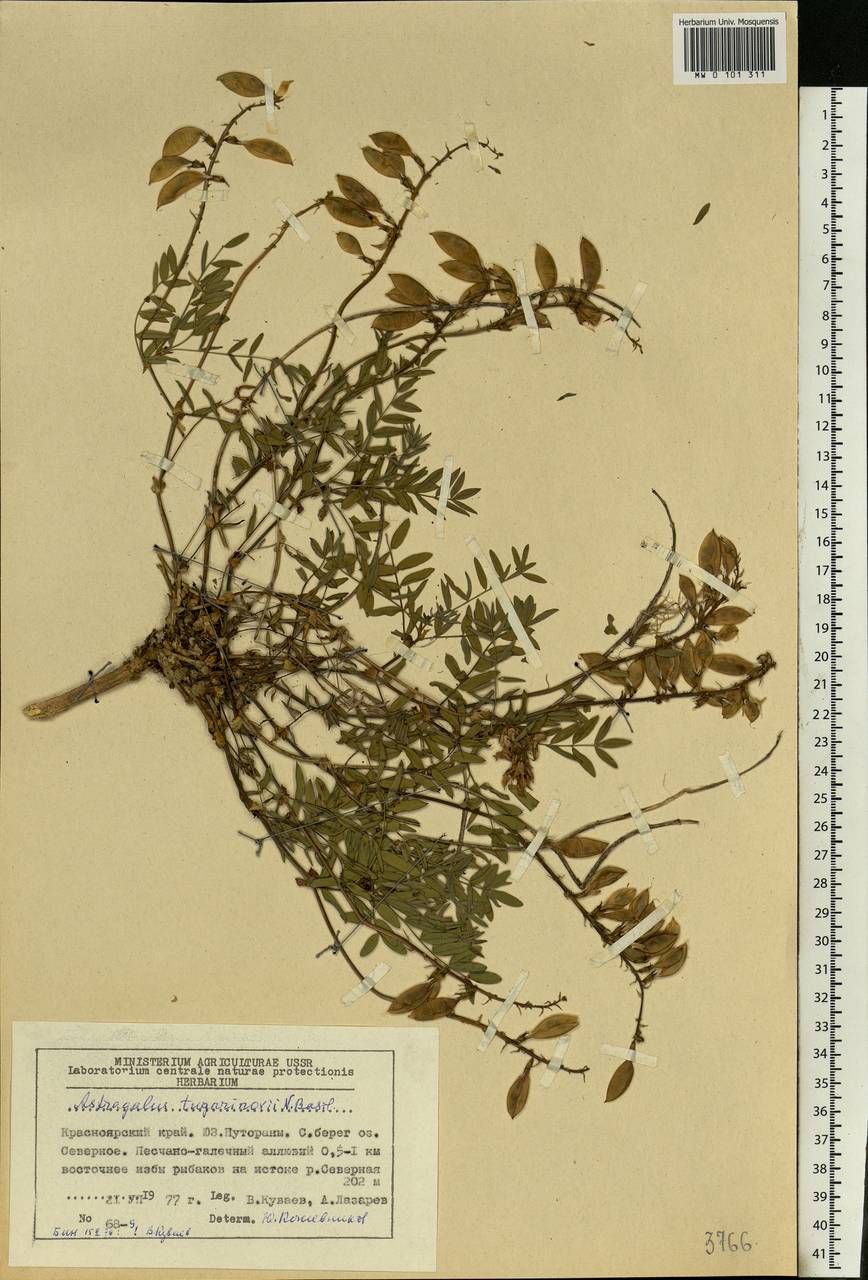 Astragalus tugarinovii Basilevsk., Siberia, Central Siberia (S3) (Russia)