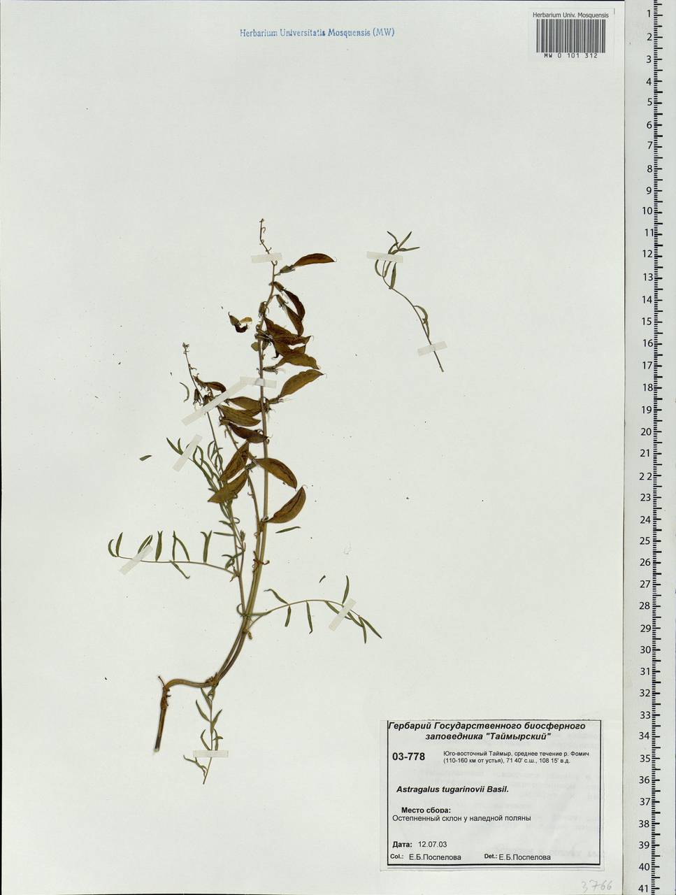Astragalus tugarinovii Basil., Siberia, Central Siberia (S3) (Russia)