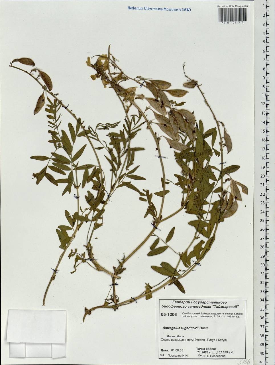 Astragalus tugarinovii Basil., Siberia, Central Siberia (S3) (Russia)