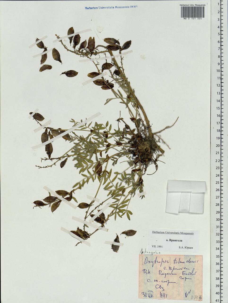 Astragalus tolmaczevii Jurtzev, Siberia, Chukotka & Kamchatka (S7) (Russia)