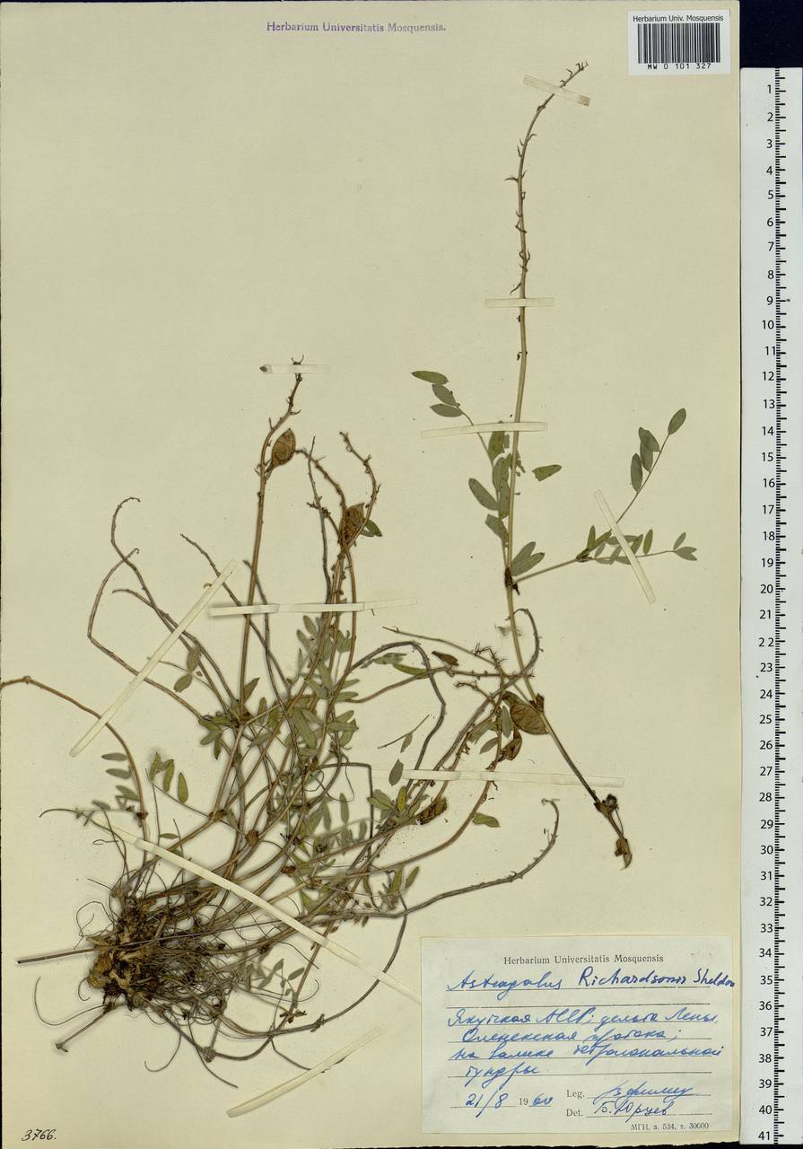 Astragalus tolmaczevii B.A. Yurtsev, Siberia, Yakutia (S5) (Russia)