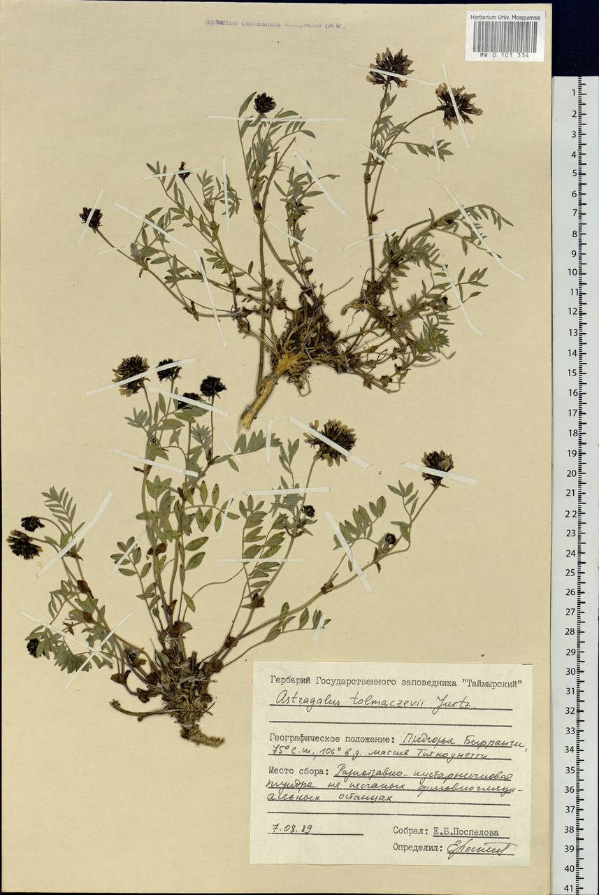 Astragalus tolmaczevii Jurtzev, Siberia, Central Siberia (S3) (Russia)