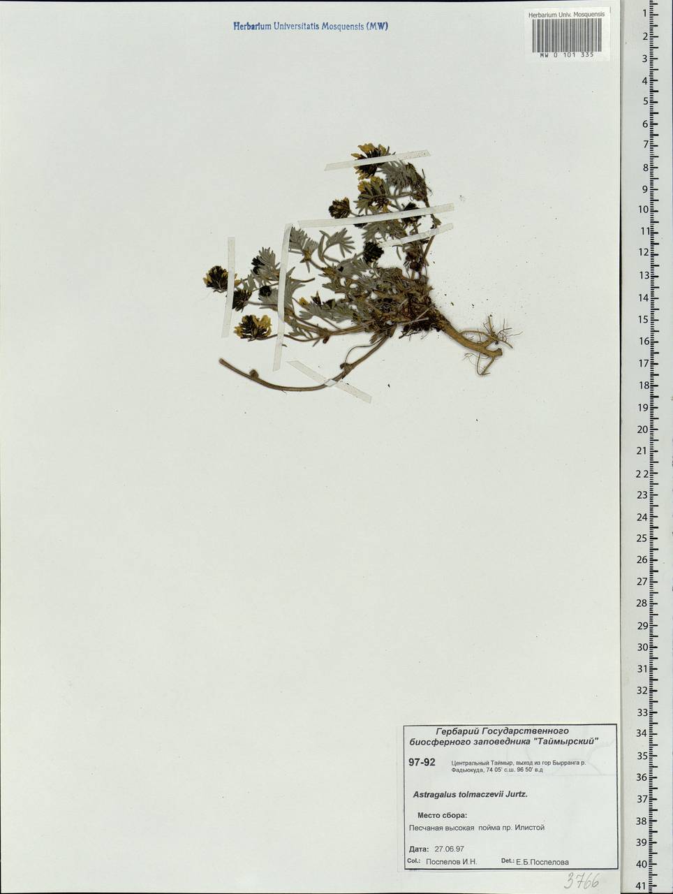 Astragalus tolmaczevii Jurtzev, Siberia, Central Siberia (S3) (Russia)
