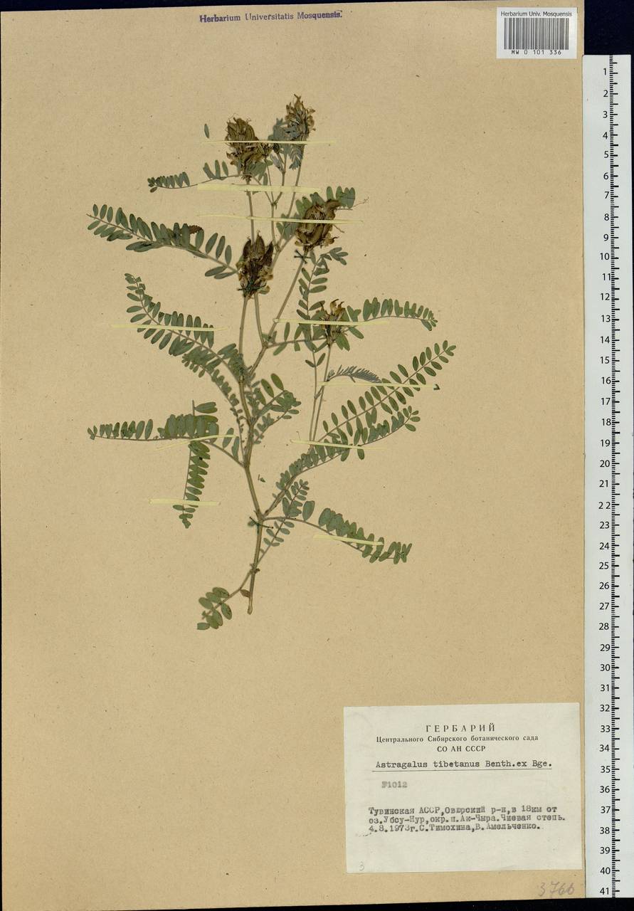 Astragalus tibetanus Benth. ex Bunge, Siberia, Altai & Sayany Mountains (S2) (Russia)