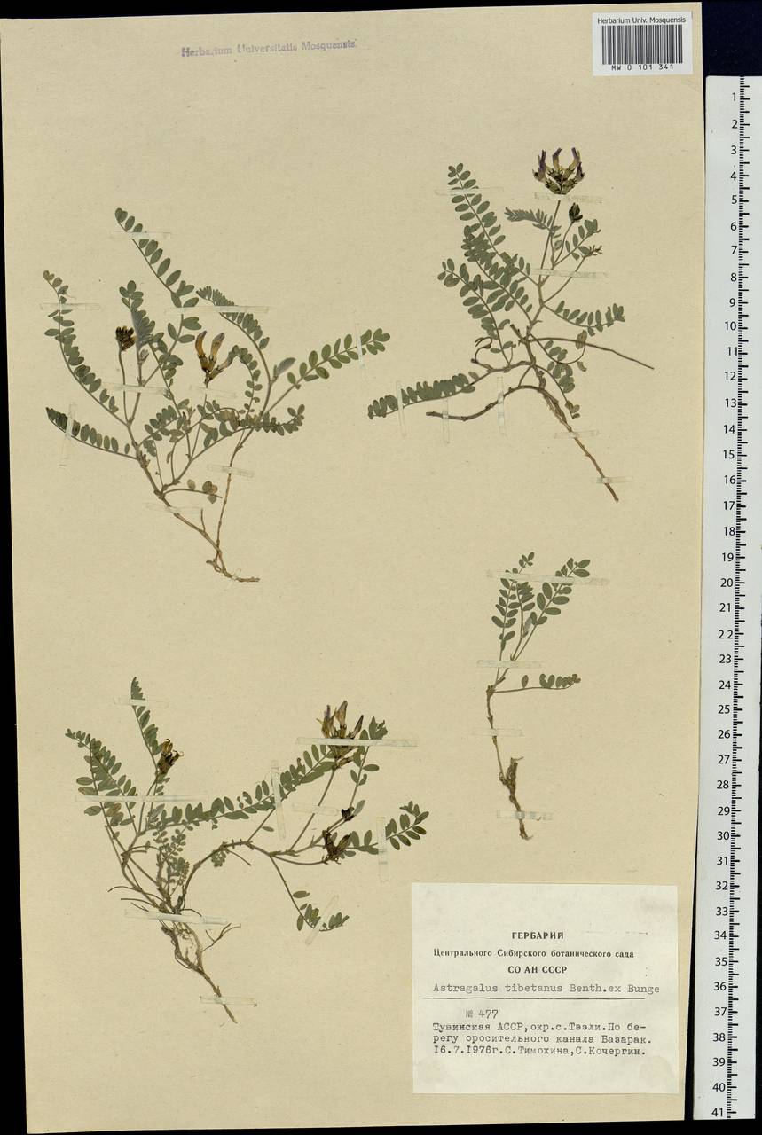 Astragalus tibetanus Benth. ex Bunge, Siberia, Altai & Sayany Mountains (S2) (Russia)