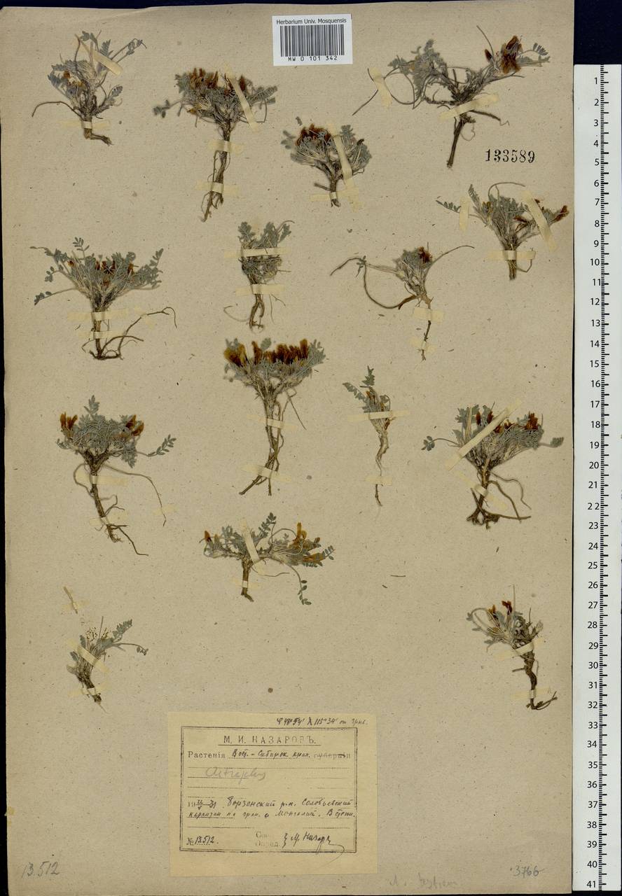 Astragalus testiculatus Pall., Siberia, Baikal & Transbaikal region (S4) (Russia)