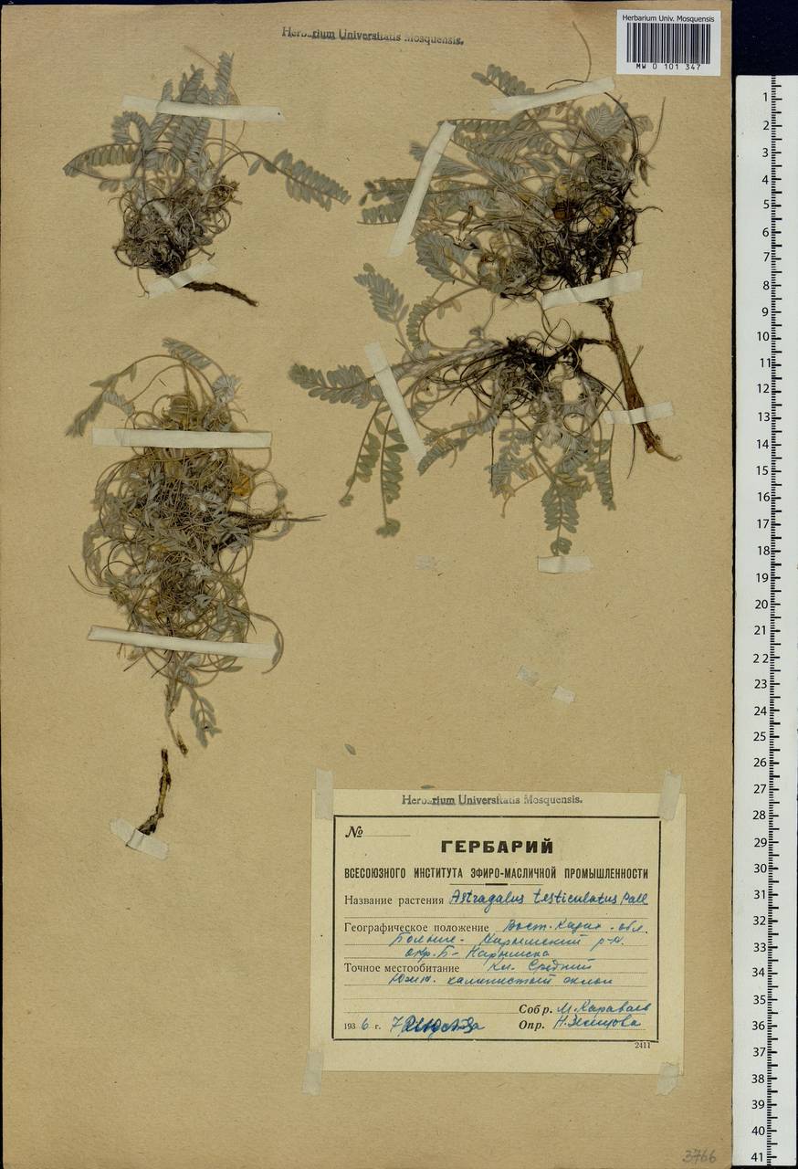 Astragalus testiculatus Pall., Siberia, Western (Kazakhstan) Altai Mountains (S2a) (Kazakhstan)