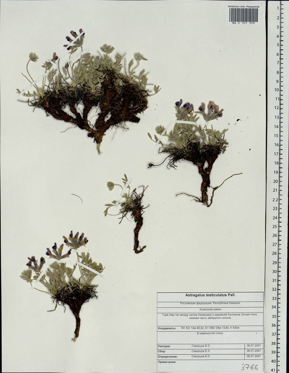 Astragalus testiculatus Pall., Siberia, Altai & Sayany Mountains (S2) (Russia)