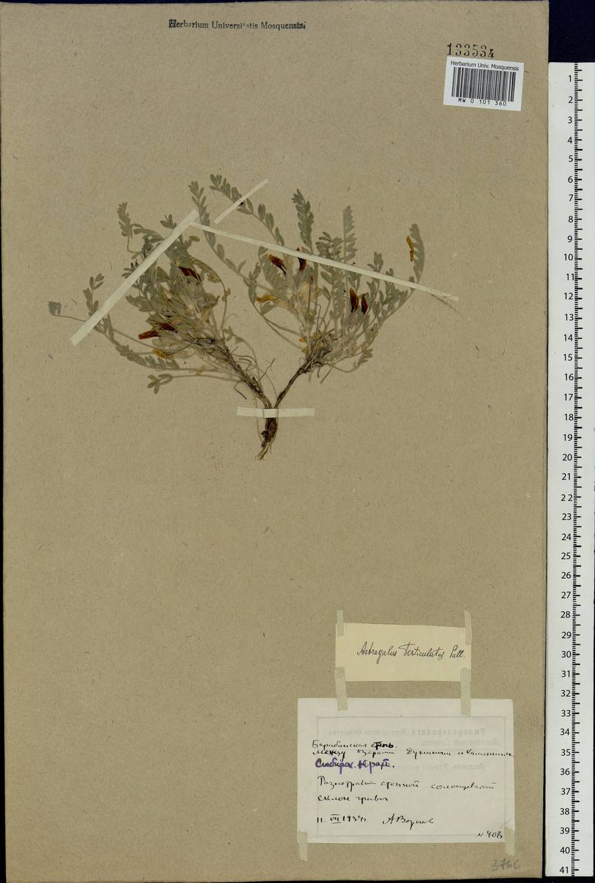 Astragalus testiculatus Pall., Siberia, Western Siberia (S1) (Russia)