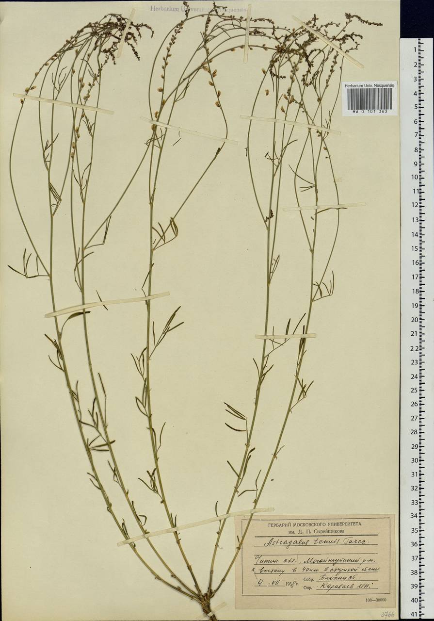 Astragalus tenuis Turcz., Siberia, Baikal & Transbaikal region (S4) (Russia)