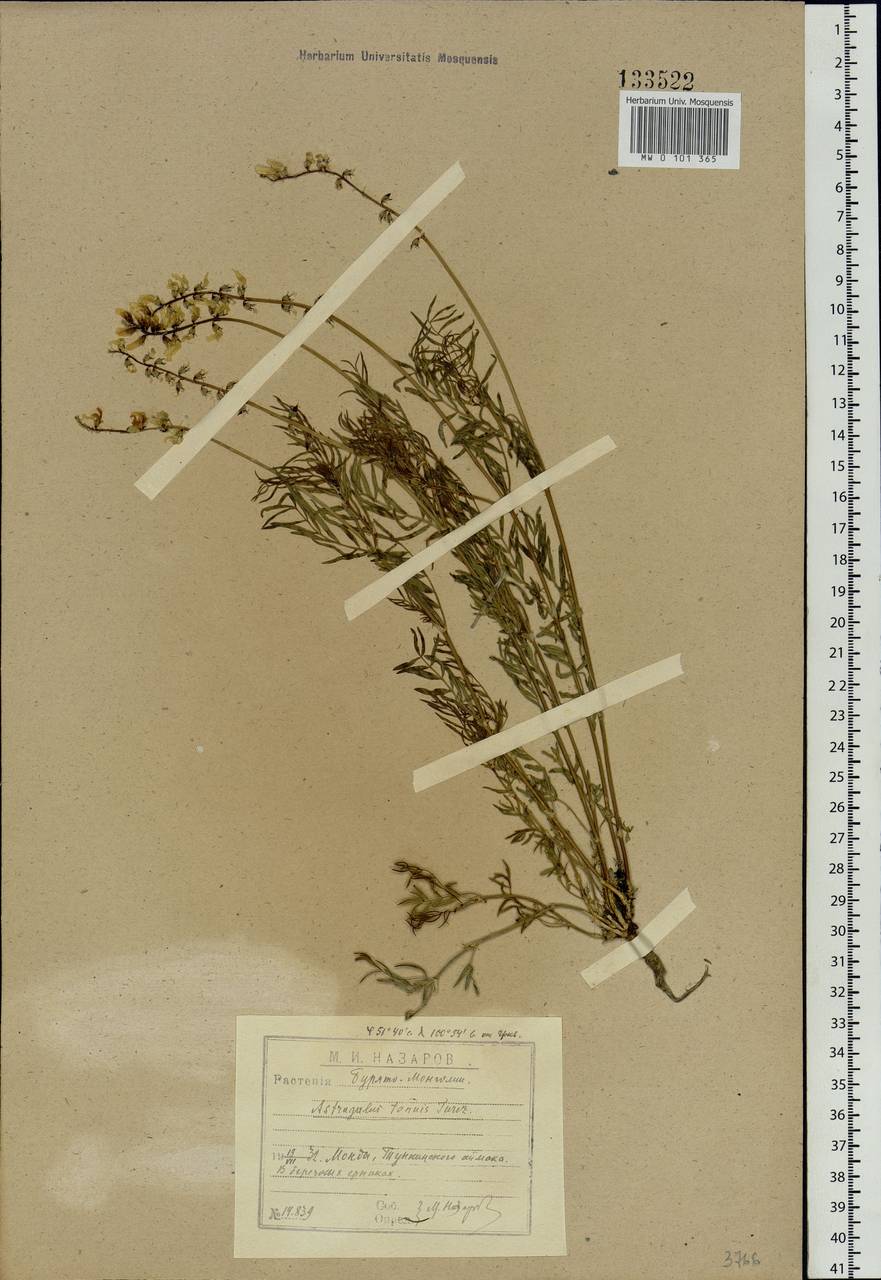 Astragalus tenuis Turcz., Siberia, Baikal & Transbaikal region (S4) (Russia)