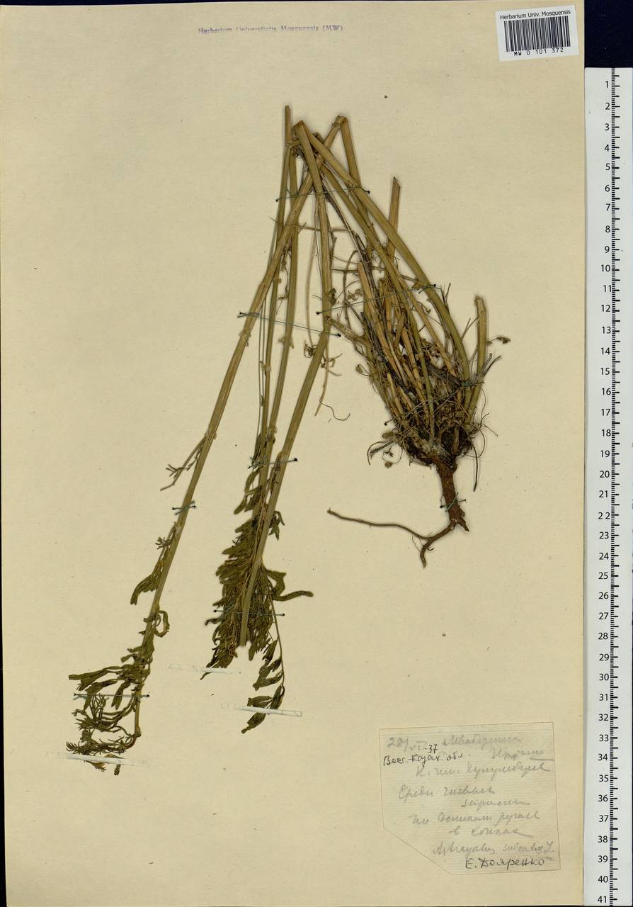 Astragalus sulcatus L., Siberia, Western (Kazakhstan) Altai Mountains (S2a) (Kazakhstan)