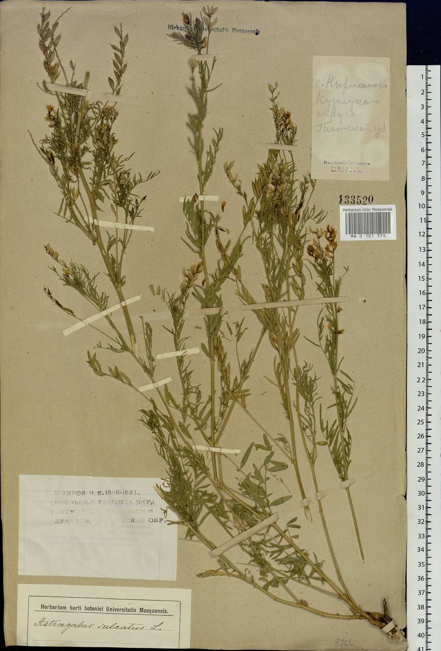 Astragalus sulcatus L., Siberia, Altai & Sayany Mountains (S2) (Russia)