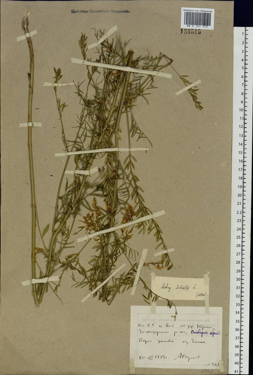 Astragalus sulcatus L., Siberia, Western Siberia (S1) (Russia)