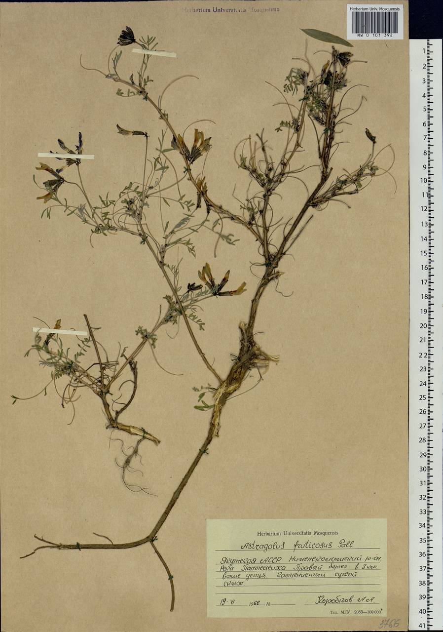 Astragalus syriacus L., Siberia, Yakutia (S5) (Russia)