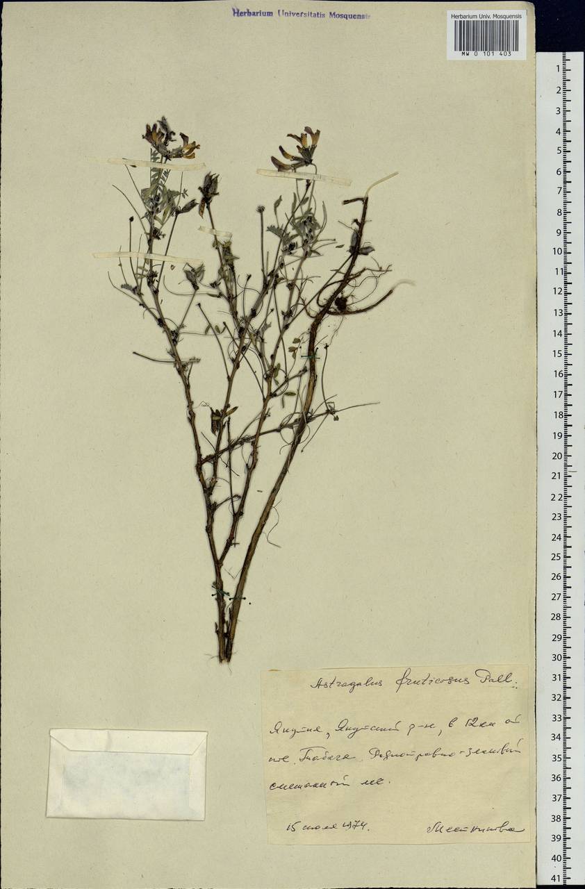 Astragalus syriacus L., Siberia, Yakutia (S5) (Russia)