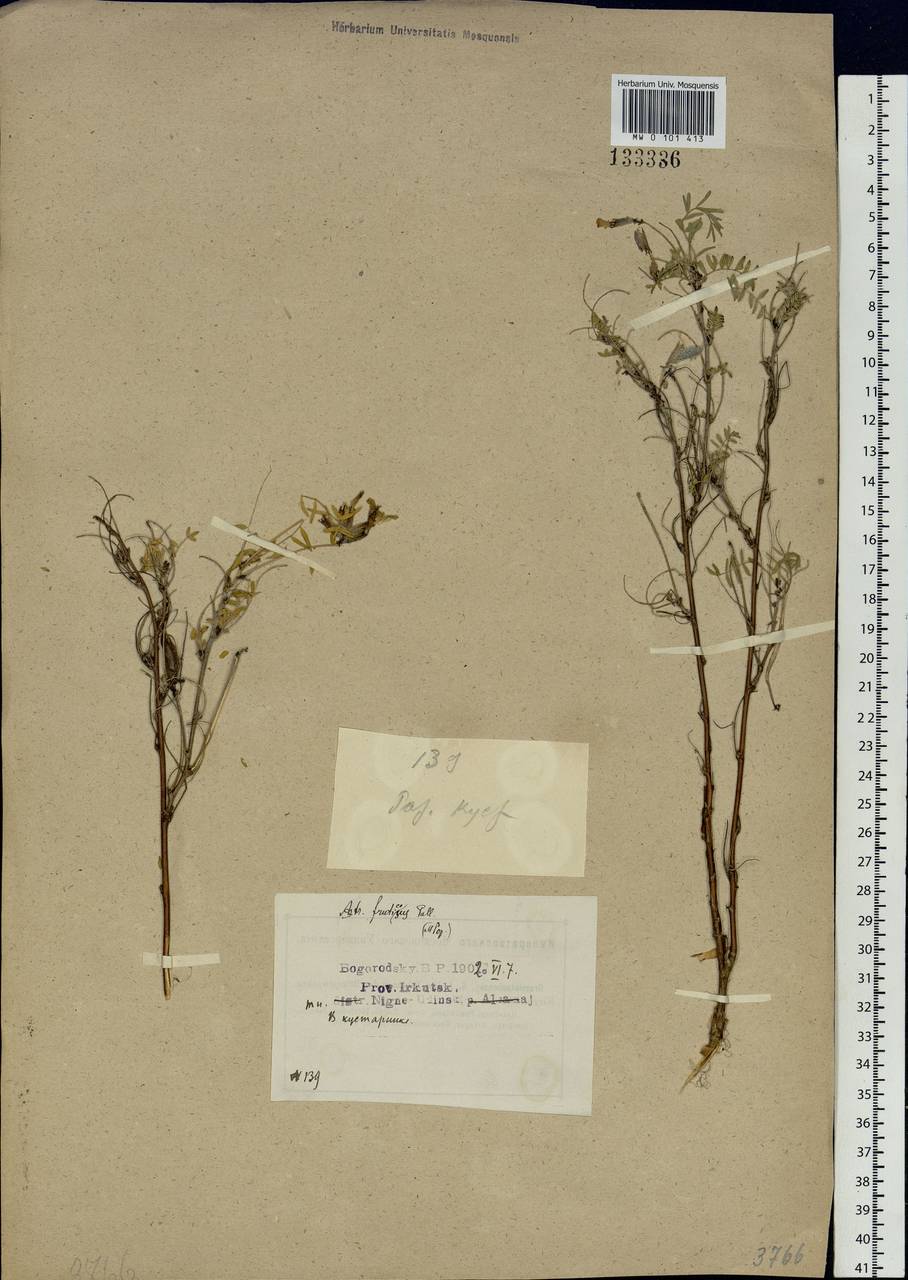 Astragalus syriacus L., Siberia, Baikal & Transbaikal region (S4) (Russia)