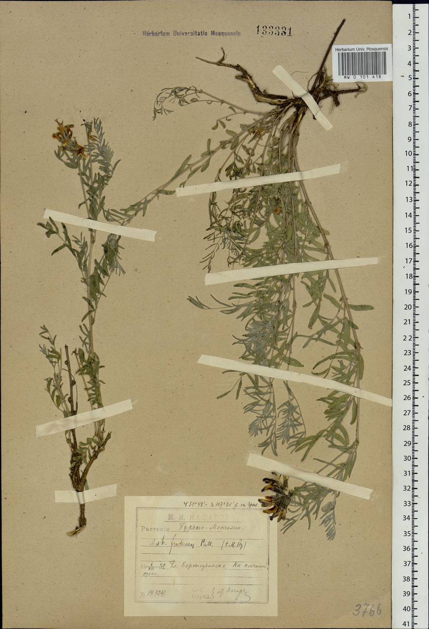 Astragalus syriacus L., Siberia, Baikal & Transbaikal region (S4) (Russia)