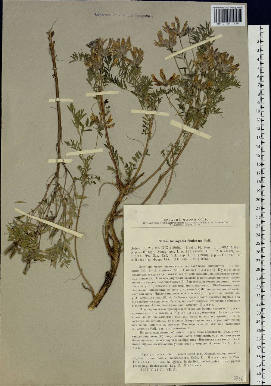 Astragalus syriacus L., Siberia, Baikal & Transbaikal region (S4) (Russia)