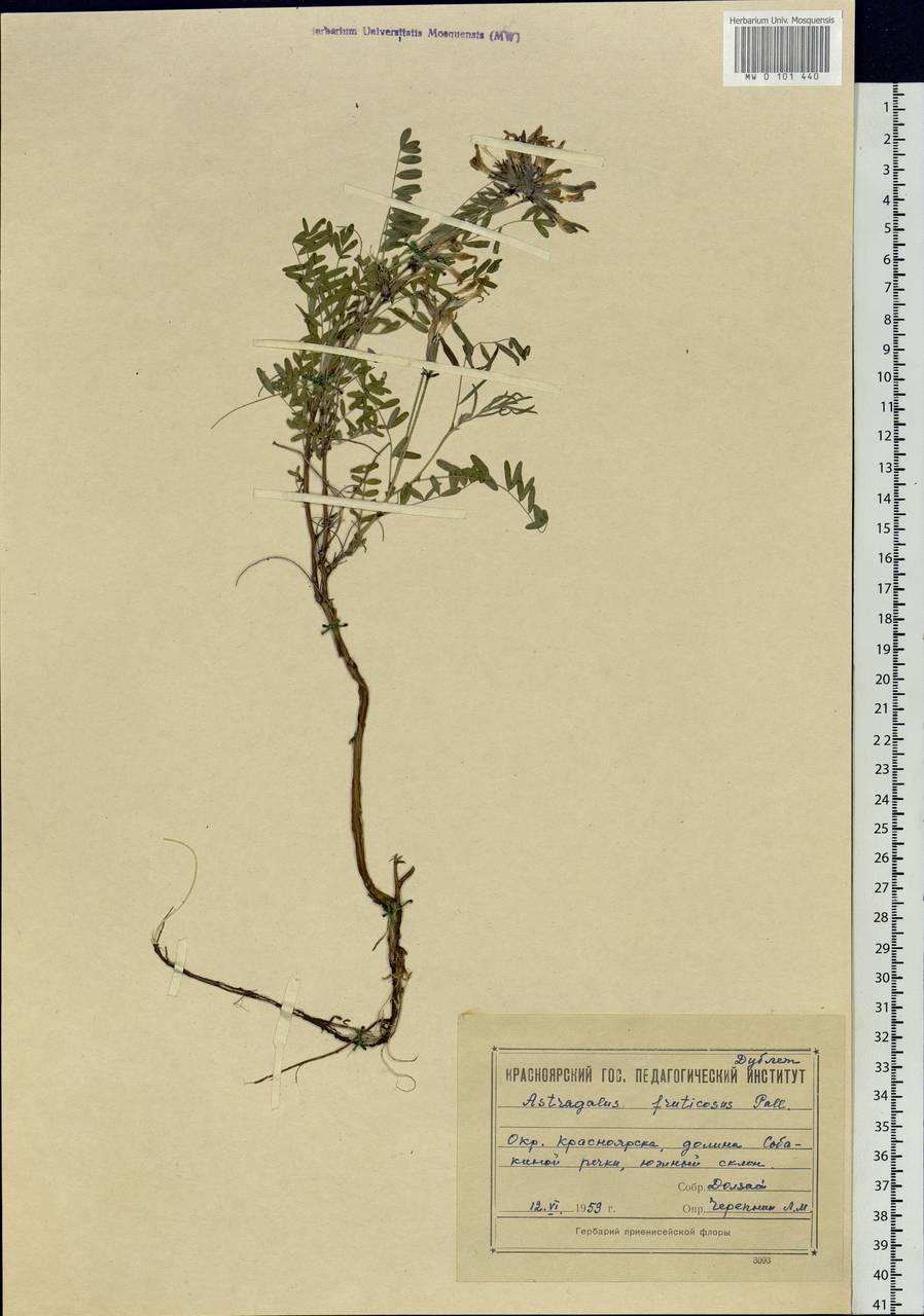 Astragalus syriacus L., Siberia, Central Siberia (S3) (Russia)