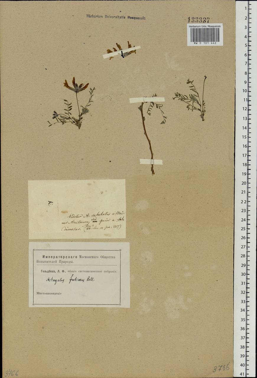 Astragalus syriacus L., Siberia, Altai & Sayany Mountains (S2) (Russia)