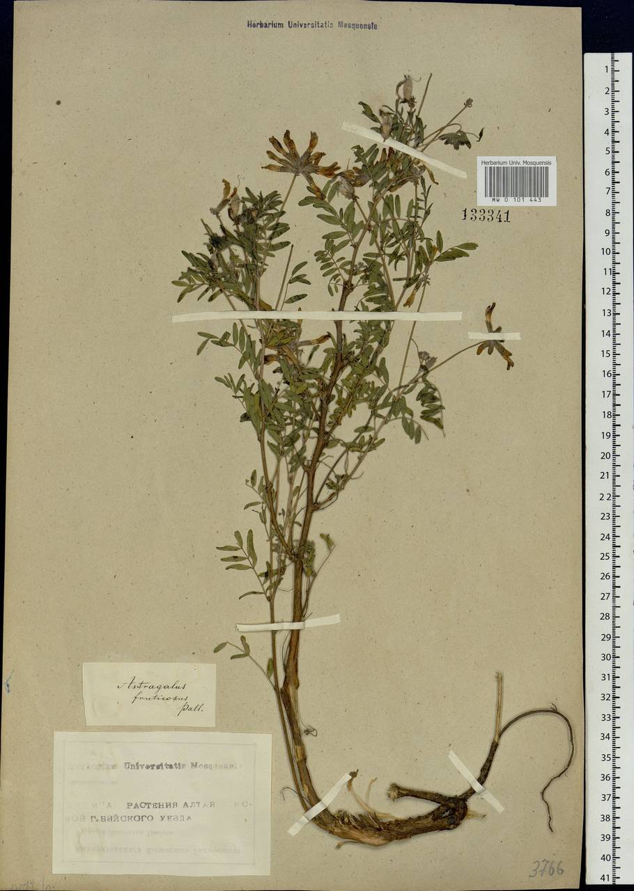 Astragalus syriacus L., Siberia, Altai & Sayany Mountains (S2) (Russia)