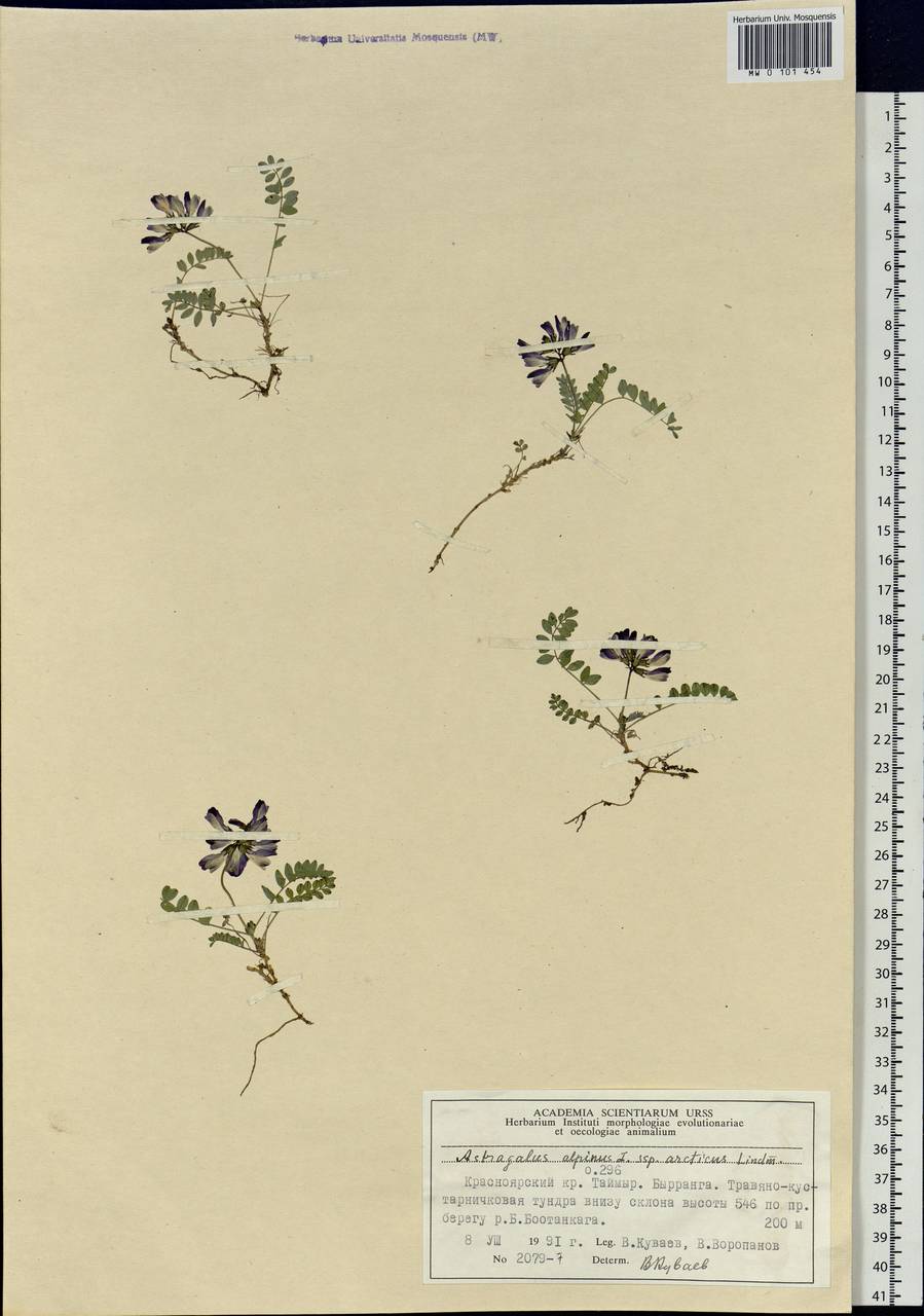 Astragalus norvegicus Grauer, Siberia, Central Siberia (S3) (Russia)