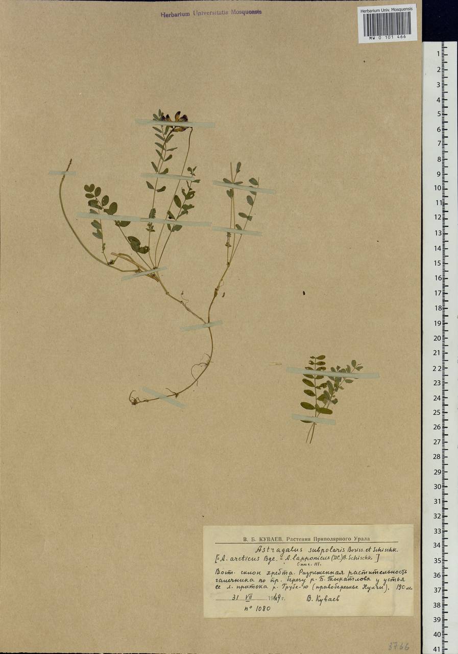 Astragalus norvegicus Grauer, Siberia, Western Siberia (S1) (Russia)