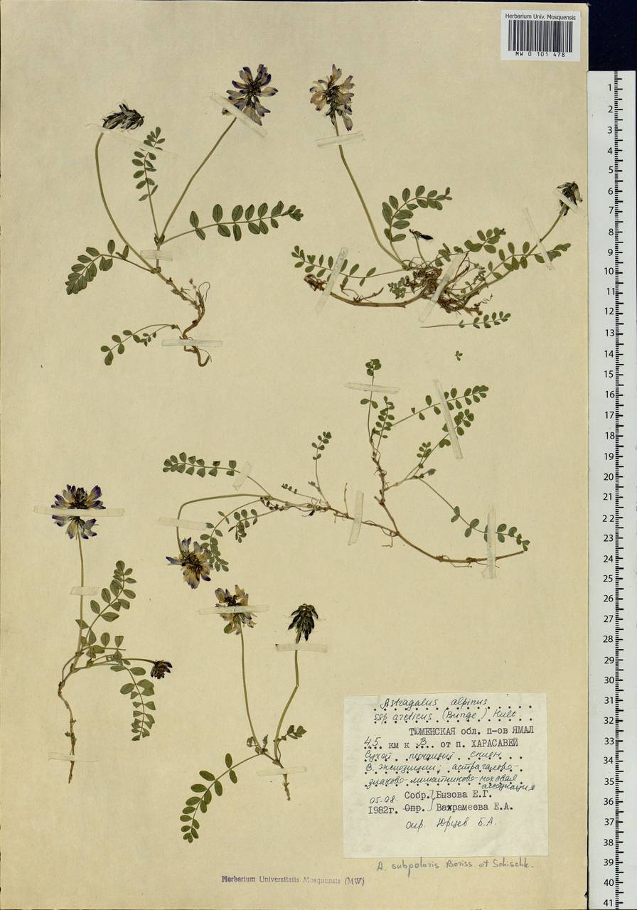 Astragalus norvegicus Grauer, Siberia, Western Siberia (S1) (Russia)