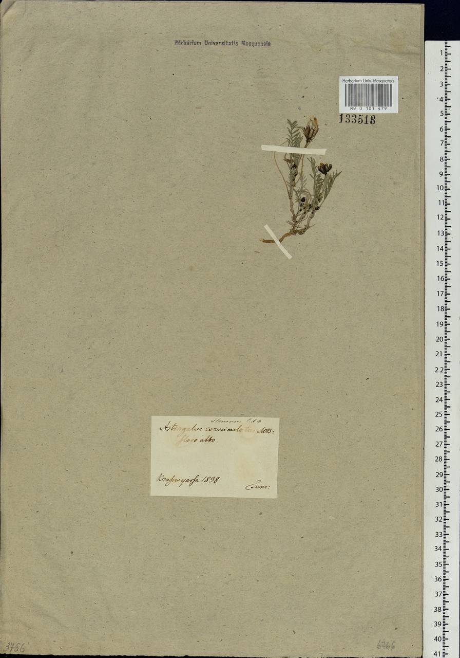 Astragalus stenoceras C.A. Mey., Siberia, Central Siberia (S3) (Russia)