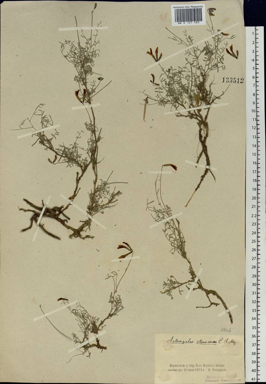 Astragalus stenoceras C.A. Mey., Siberia, Altai & Sayany Mountains (S2) (Russia)