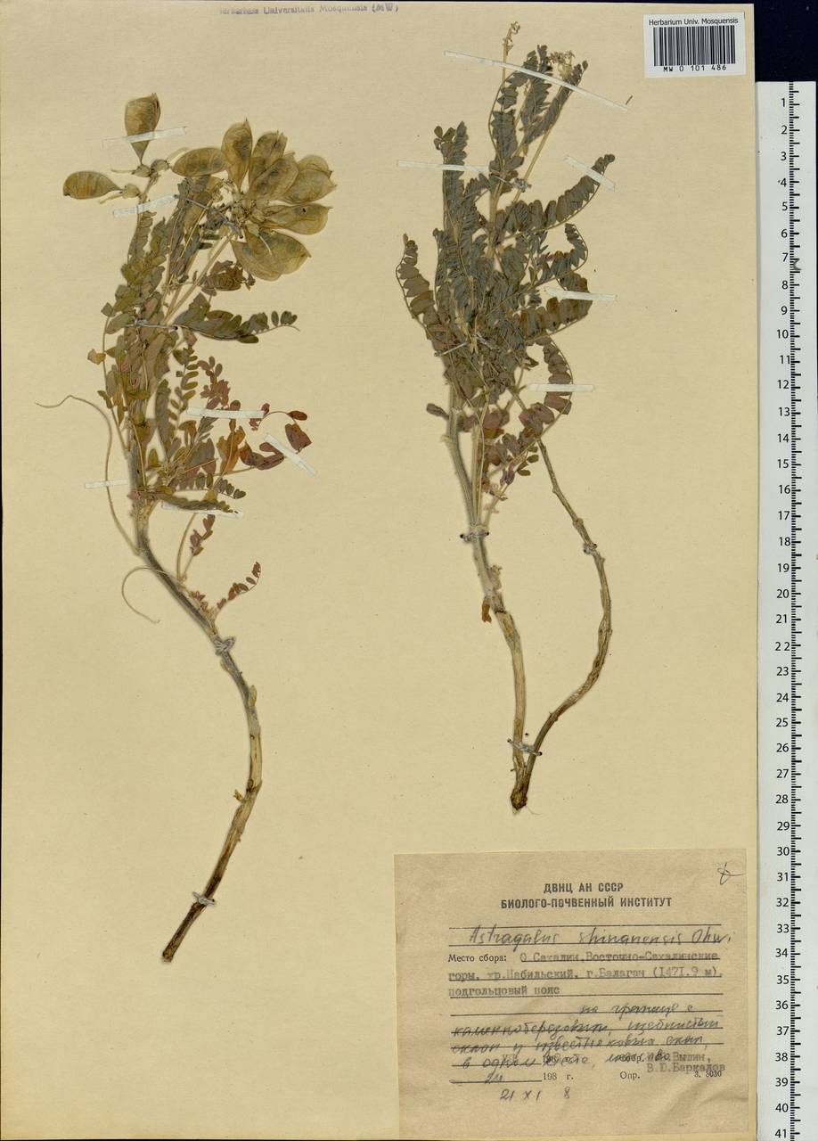 Astragalus shinanensis Ohwi, Siberia, Russian Far East (S6) (Russia)