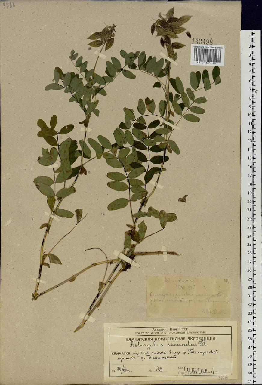Astragalus frigidus (L.) A. Gray, Siberia, Chukotka & Kamchatka (S7) (Russia)