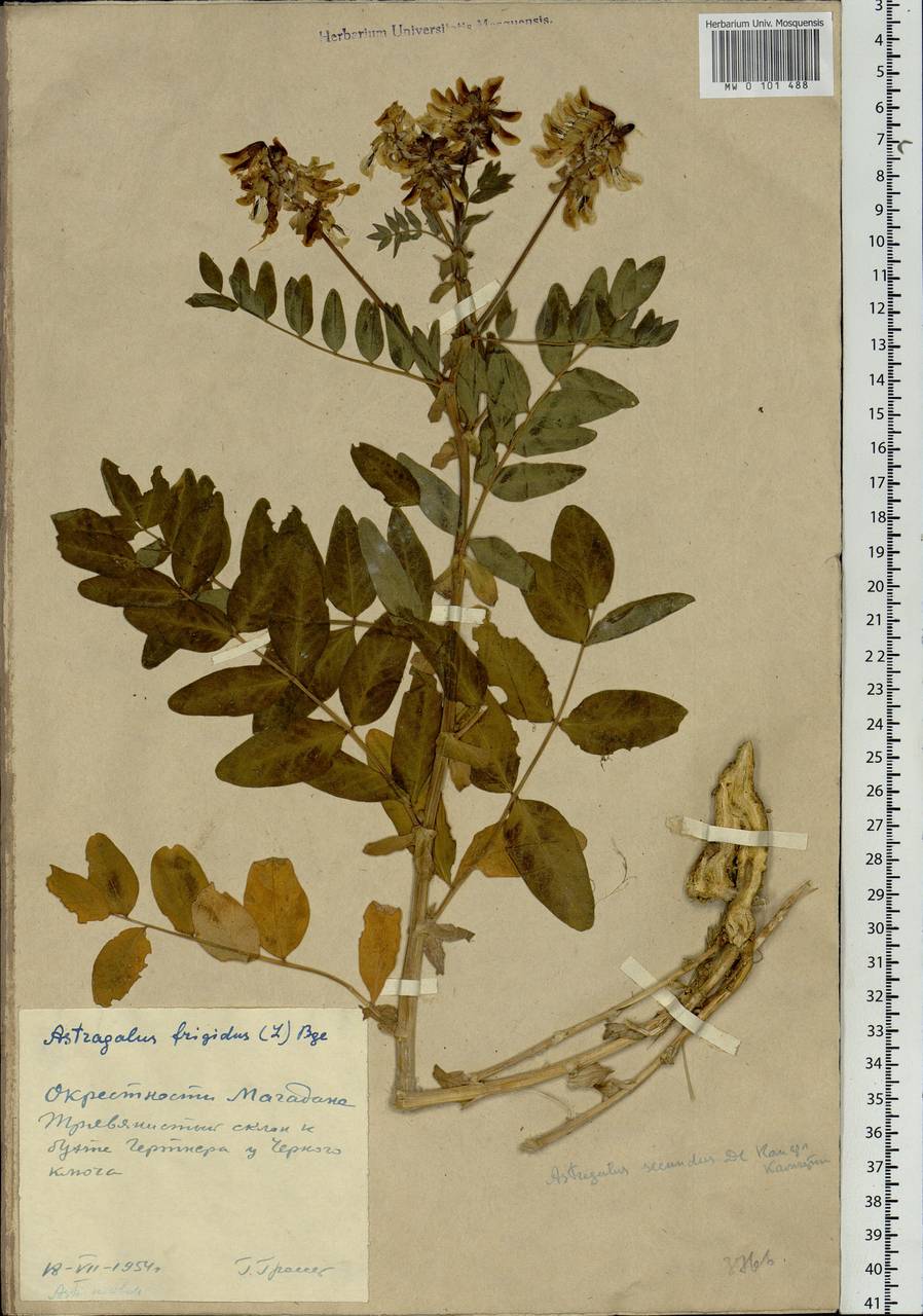 Astragalus frigidus (L.) A. Gray, Siberia, Chukotka & Kamchatka (S7) (Russia)