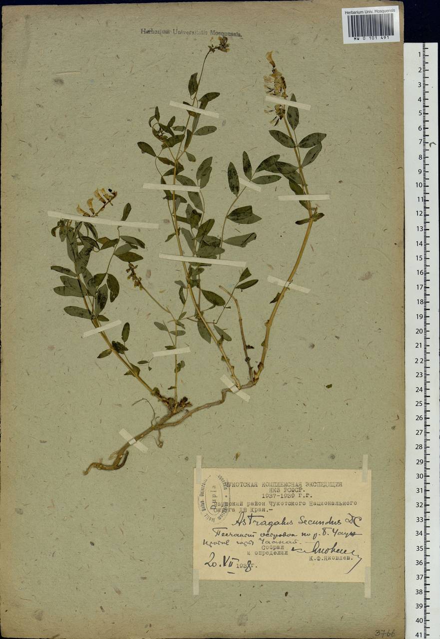 Astragalus frigidus (L.) A.Gray, Siberia, Chukotka & Kamchatka (S7) (Russia)