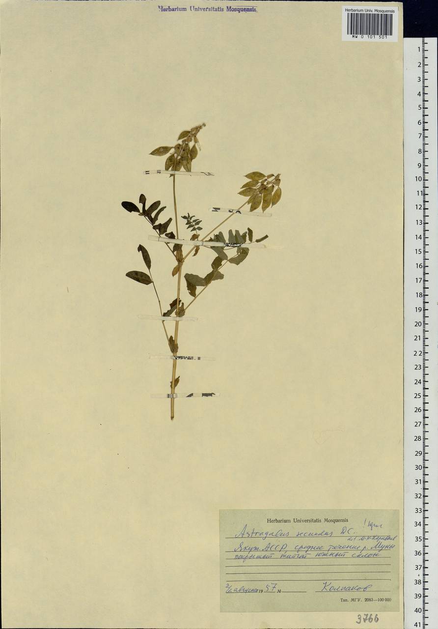 Astragalus frigidus (L.) A.Gray, Siberia, Yakutia (S5) (Russia)