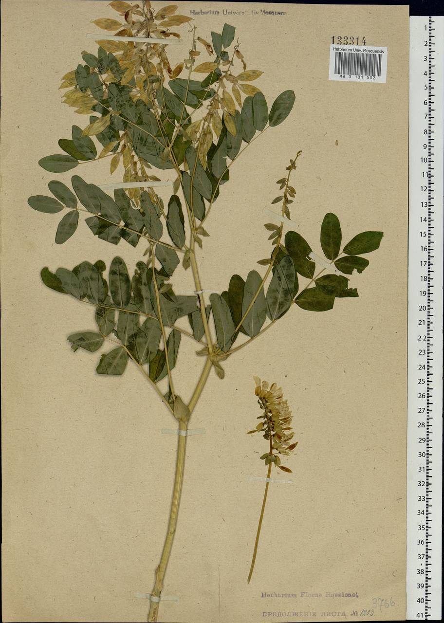 Astragalus frigidus (L.) A. Gray, Siberia, Baikal & Transbaikal region (S4) (Russia)