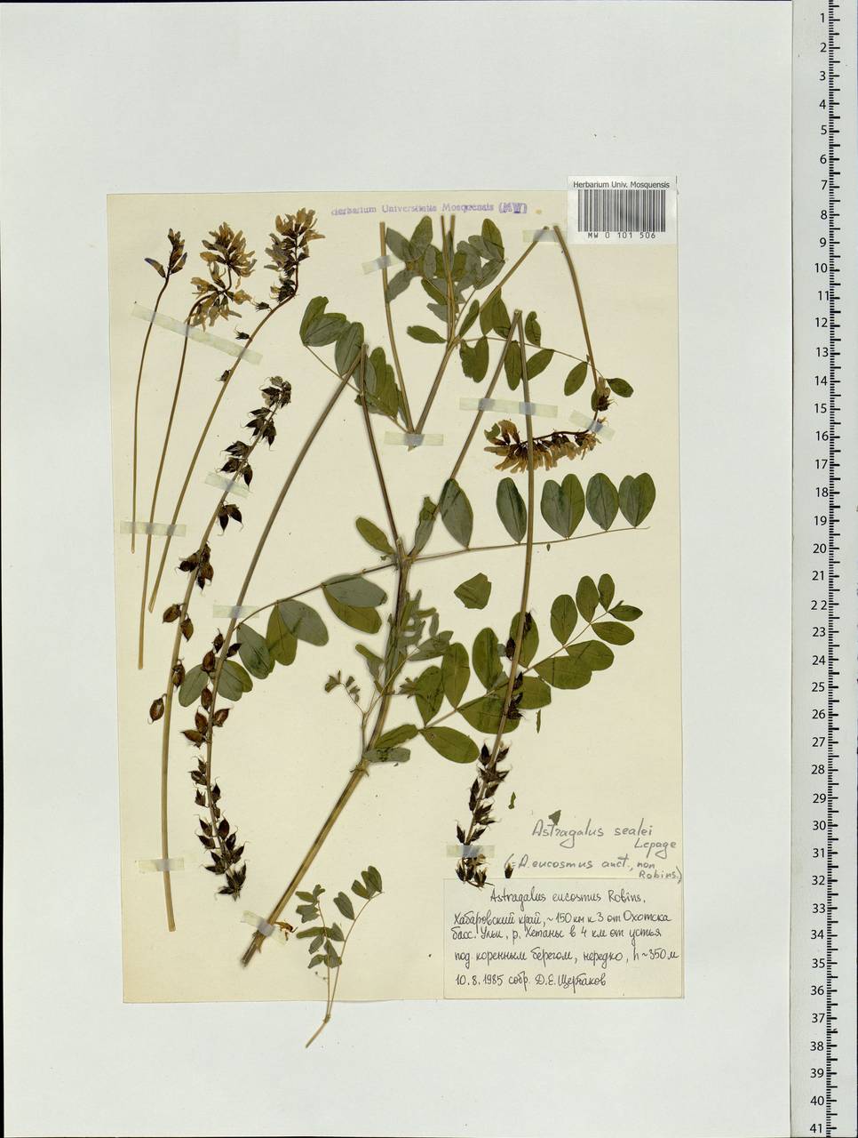 Astragalus eucosmus B.L. Robins., Siberia, Russian Far East (S6) (Russia)