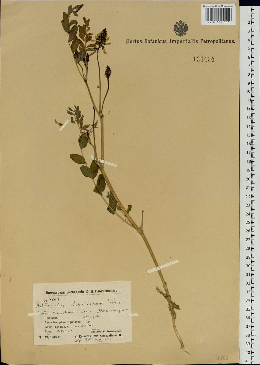 Astragalus schelichowii Turcz., Siberia, Chukotka & Kamchatka (S7) (Russia)