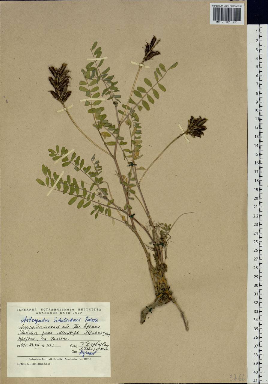 Astragalus schelichowii Turcz., Siberia, Chukotka & Kamchatka (S7) (Russia)