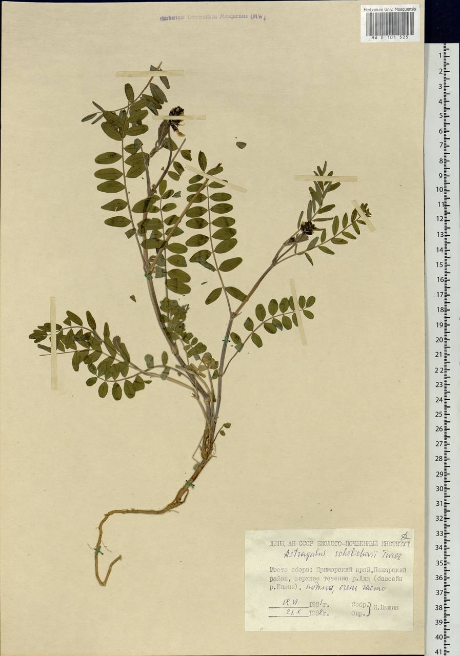 Astragalus schelichowii Turcz., Siberia, Russian Far East (S6) (Russia)