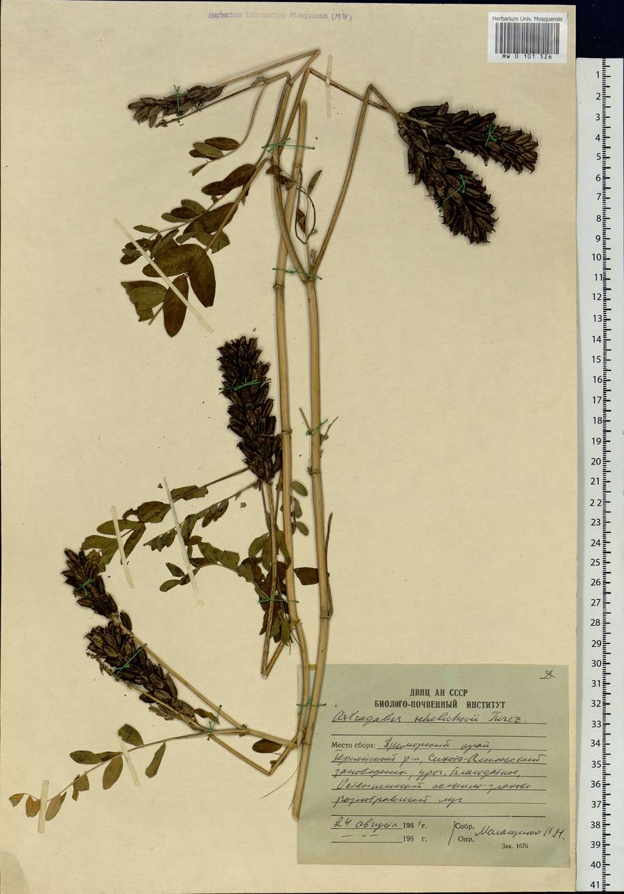 Astragalus schelichowii Turcz., Siberia, Russian Far East (S6) (Russia)